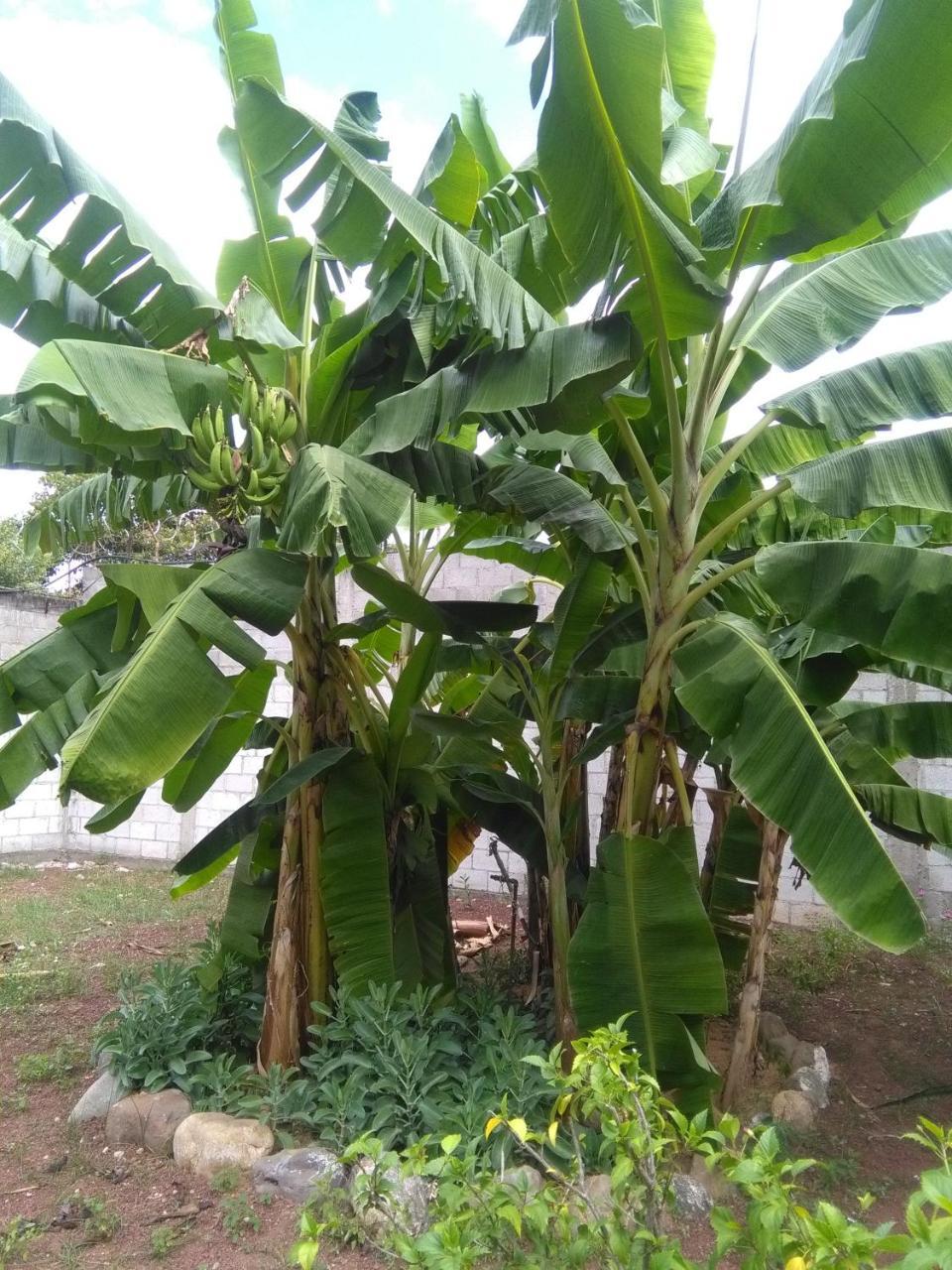 Hostal Casa Vieja Chiquimula Exteriör bild